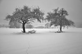 Wintry Snowy field Nature