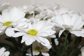 The Chrysanthemum White