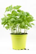 Basil Bush Pot