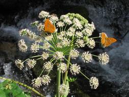 Flower Butterfly