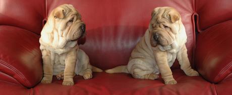 incredible Mounting Dog