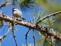 titmouse on a tree close-up on a sunny day