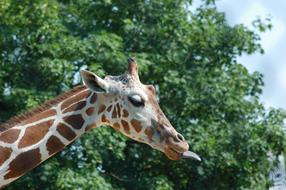 incredible giraffe Africa