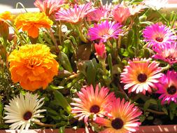 Flower Colors Nature