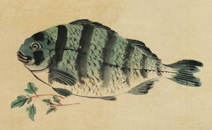 Beautiful green striped fish on the Japanese pattern