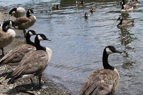 wonderful Bird Geese Waterfowl