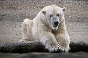 enchanting Polar Bear Wet
