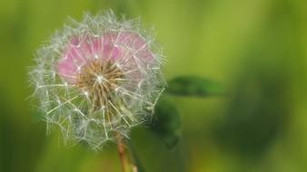 Dandelion Nature Macro