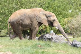 Elephant Savannah