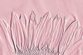 vintage background dusky pink drawing