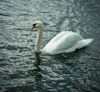 gorgeous Swan Bird