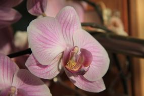 Orchid Flower Sunlight