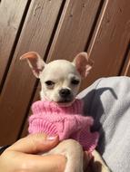 Chihuahua Puppy in hands close-up