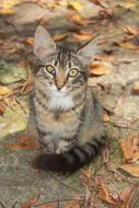 Cat Backyard Tabby on autumn leaves