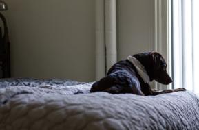 brown Dog rests on bed