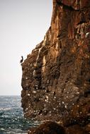 Pelican, Bird on cliff above sea