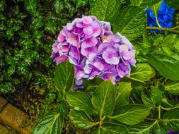 Hydrangea Pink Flower