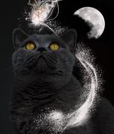 magical cat in the moons art