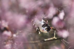 incredible spring Cat Flowers