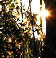 Water Drip Grass