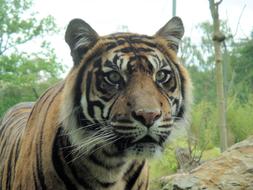 tiger in the zoo close up