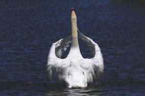 incredible Animal Bird Lake