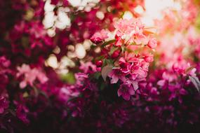 Bloom Blossom Flora