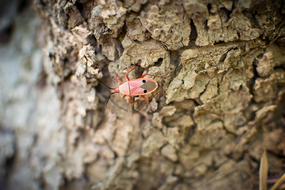 charming red Bug Insect