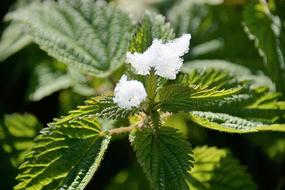 Stinging Nettle Schneehauberl blur