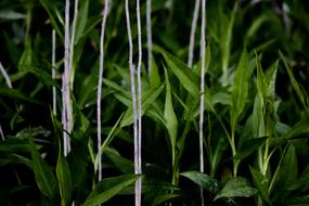 Green Leaves Nature