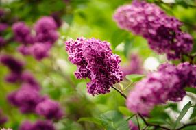 purple Bloom Blossom Flora