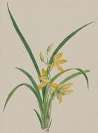 vintage watercolour art of yellow flowers