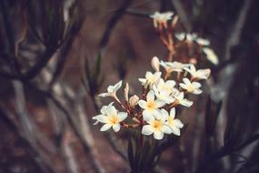 white and yellow Blossom Flowers