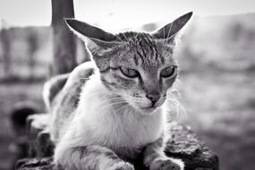 amazing Animal Cat