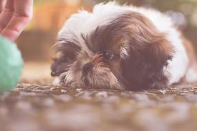 play with a fluffy puppy