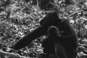 monochrome picture of incredible wild Chimpanzees