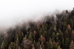 Foggy Forest Nature landscape