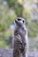 Animal Macro