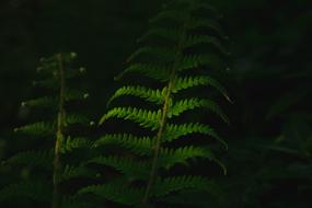 Dark Green Leaves