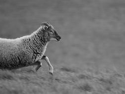 monochrome photo of sheep Animal