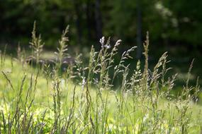 Bokeh Grass Nature