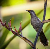 gorgeous Bird Macro