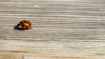 small ladybug insect on wood