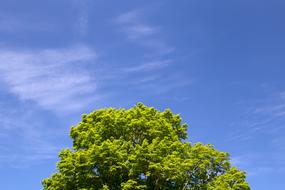 Clouds Leaves Nature