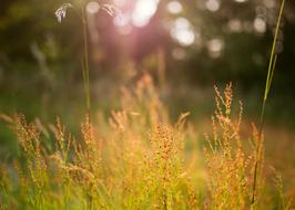 Depth Of Field Grass