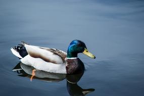 beautiful mallard in a city lake