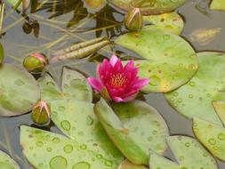 Lotus Flower Plant