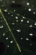 wet leaves in raindrops