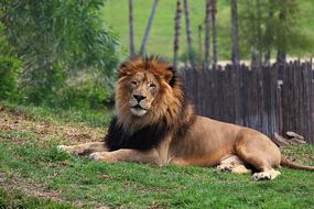 portrait of the splendid Lion Animal