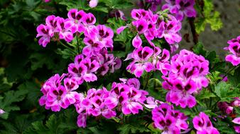 Bloom Blooming Blossom